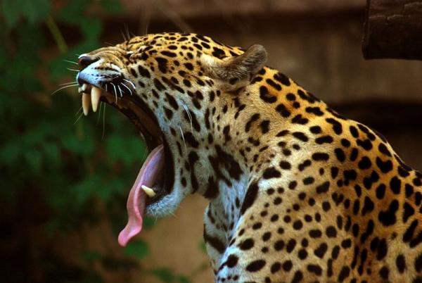 leopard yawn